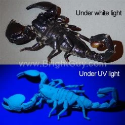 Automotive Repair Flashlights Inova X5 UV Flashlight | Pro Grade -Cheap Brightguy Store Inova X5 UV Flashlight 6